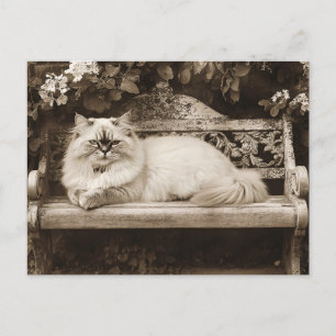 Postal Gato persa en un banco de jardín