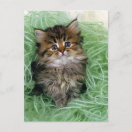 Postal Gato persa; es una de las más viejas razas del