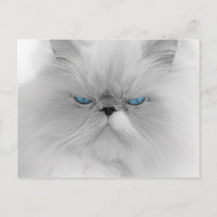 Postal Gato persa gruñón