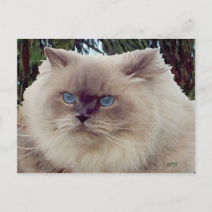 Postal Gato Persa Himalayo