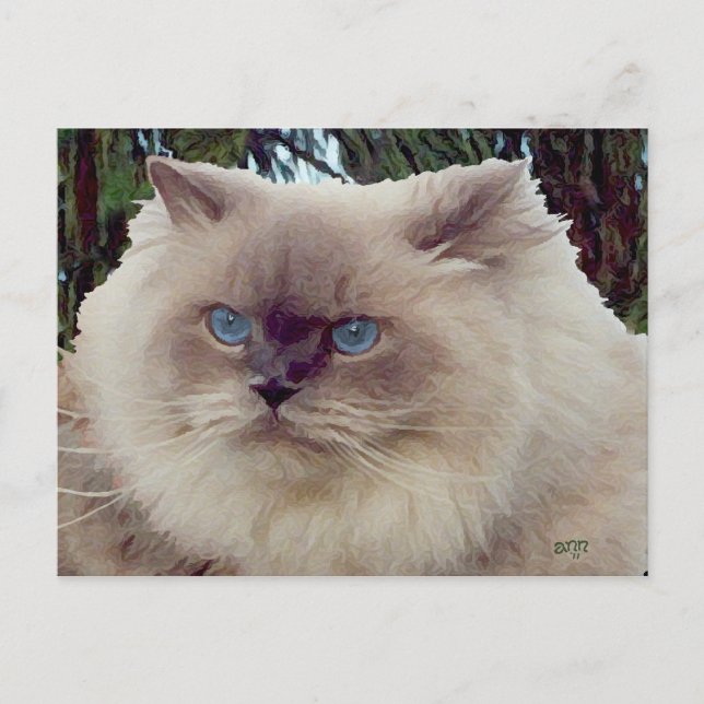 Postal Gato Persa Himalayo (Anverso)