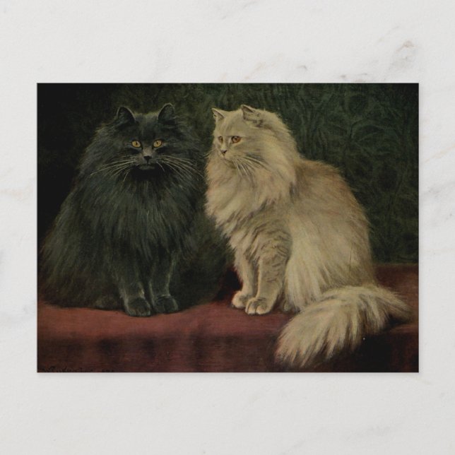 Postal Gato persa vintage (Anverso)