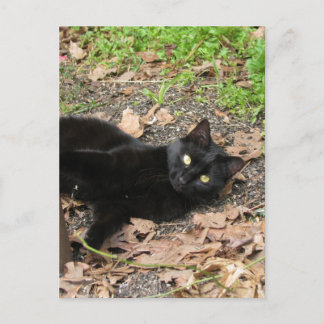 Postal Gato pimienta sobreviviente de Katrina