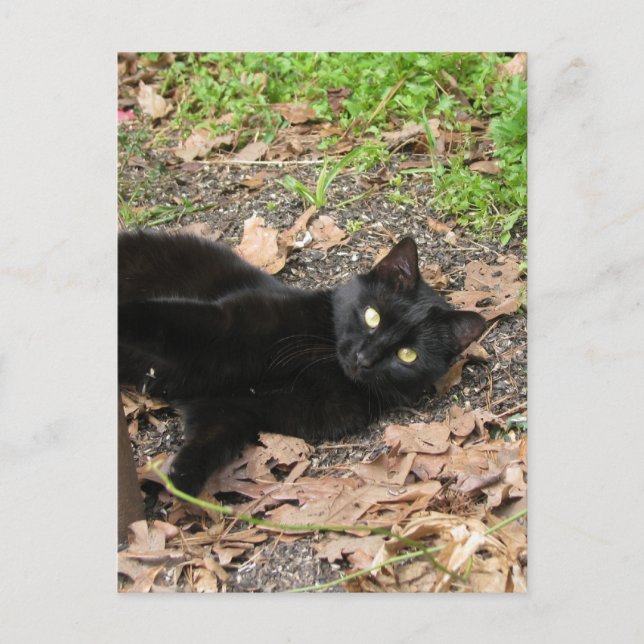Postal Gato pimienta sobreviviente de Katrina (Anverso)