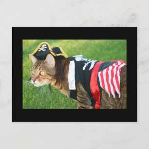 Postal Gato pirata