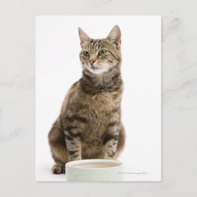 Postal Gato por tazón (Anverso)