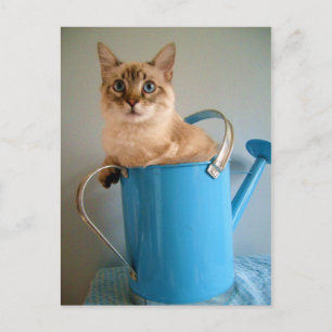 Postal Gato precioso en lata de agua