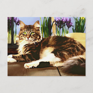 Postal Gato principal de la moneda