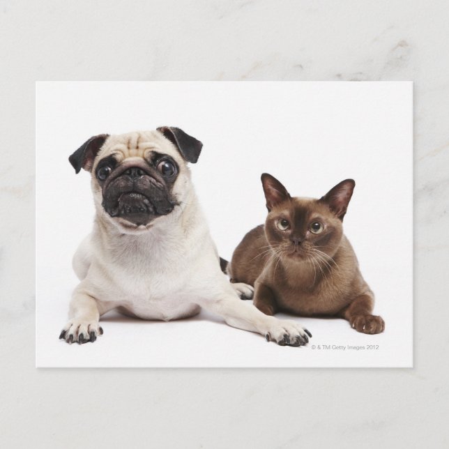 Postal Gato Pug y birmano (Anverso)