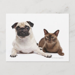 Postal Gato Pug y birmano