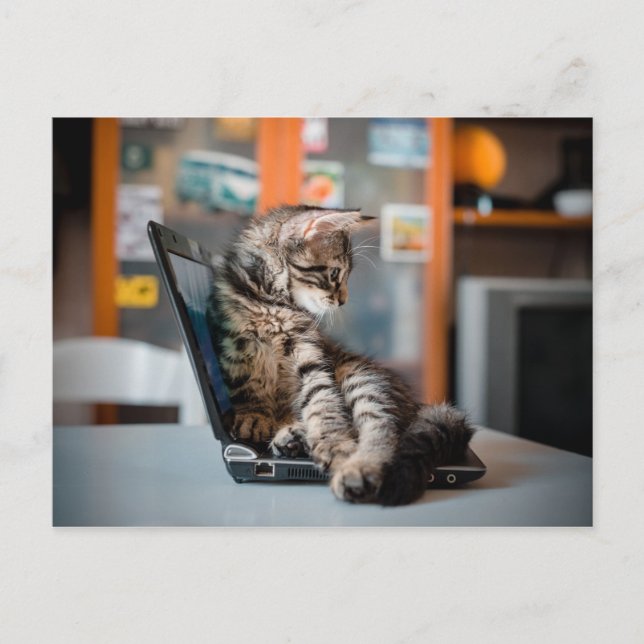 Postal Gato que miente en un portátil (Anverso)