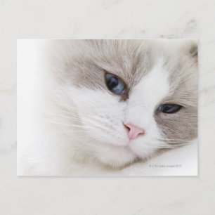 Postal gato ragdoll