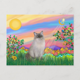 Postal Gato Ragdoll (punto azul) - Estrella del día