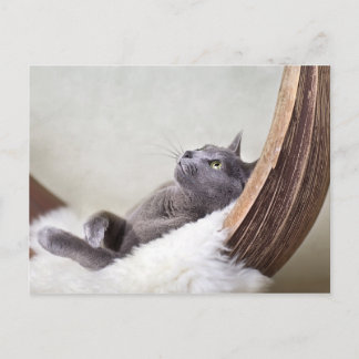 Postal Gato Relajado