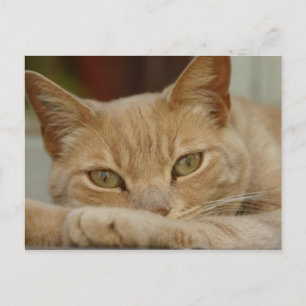 Postal Gato relajante.
