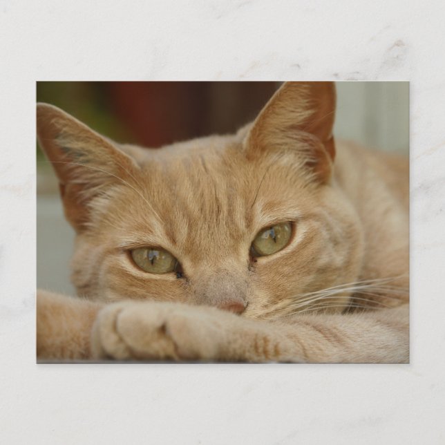 Postal Gato relajante. (Anverso)