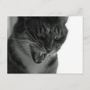 Postal Gato risible