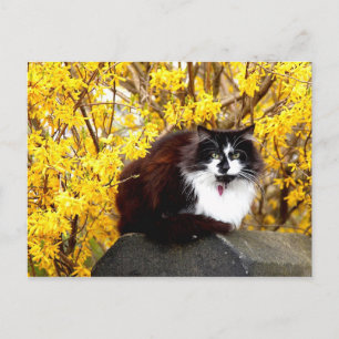 Postal Gato rodeado de flores de forsythia amarillas