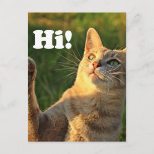 Postal Gato Rojizo Diciendo Hola!