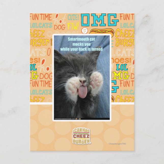 Postal Gato sabio (Anverso)