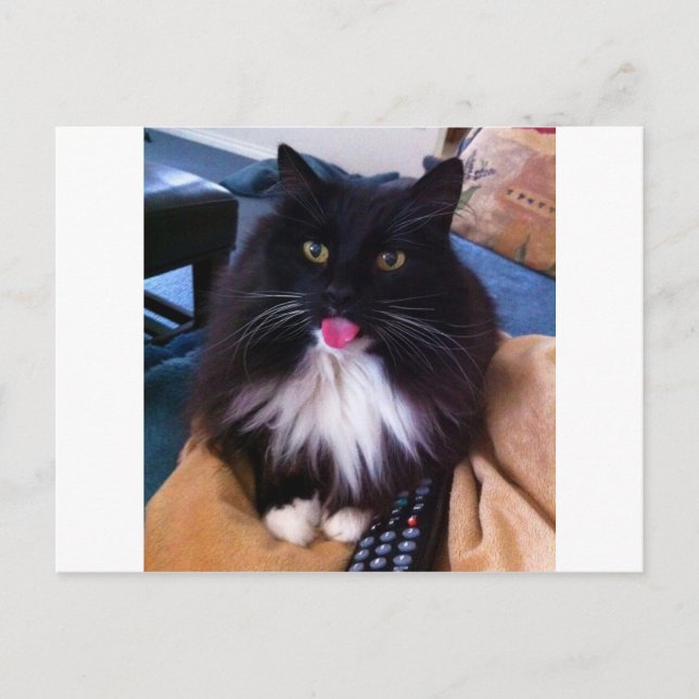 Postal Gato sacando la lengua (Anverso)
