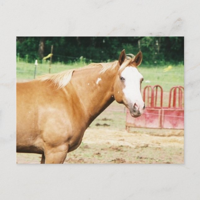 Postal Gato salvaje eterno (Anverso)