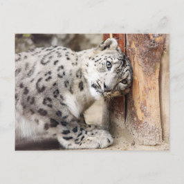 Postal Gato Salvaje Leopardo de las Nieves