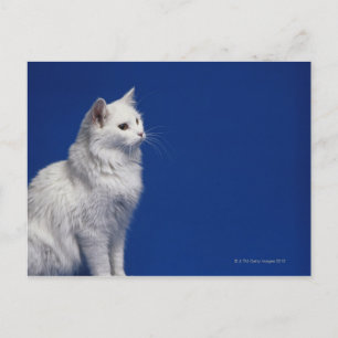 Postal Gato sentado contra fondo azul