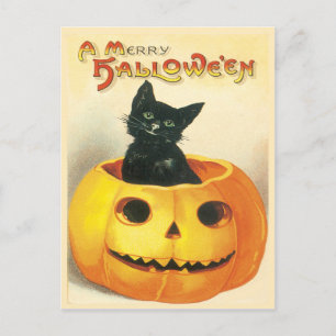 Postal Gato Sentado En Una Postcarta Vintage De Calabaza
