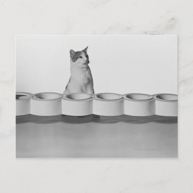 Postal Gato sentado y lamiendo al lado del tazón mascota  (Anverso)
