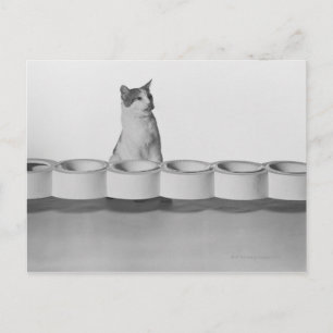 Postal Gato sentado y lamiendo al lado del tazón mascota 