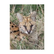 Gato serval relajante en el césped