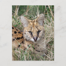 Postal Gato serval relajante en el césped