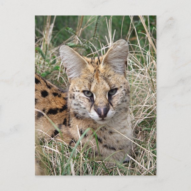 Postal Gato serval relajante en el césped (Anverso)