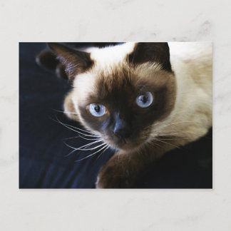 Postal Gato siamés