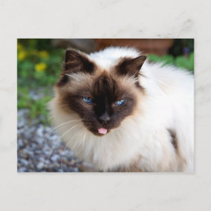 Postal Gato siamés