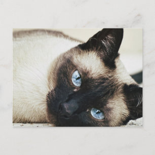 Postal Gato siamés