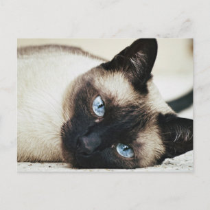 Postal Gato siamés