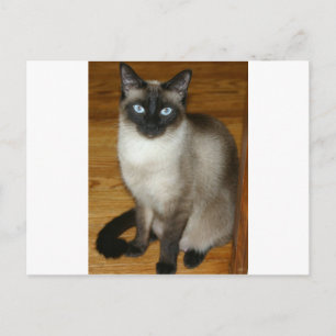 Postal Gato siamés