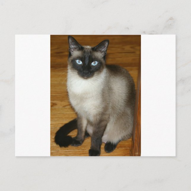 Postal Gato siamés (Anverso)