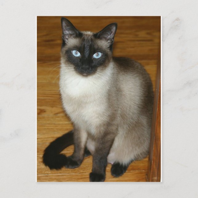 Postal Gato siamés (Anverso)