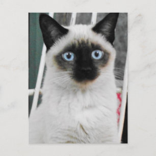 Postal Gato siamés