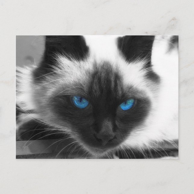 Postal Gato siamés (Anverso)