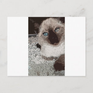 Postal Gato siamés gatito mascota animal amigo familia ar