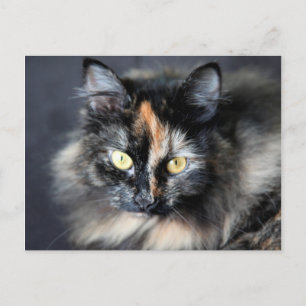 Postal Gato Siberiano