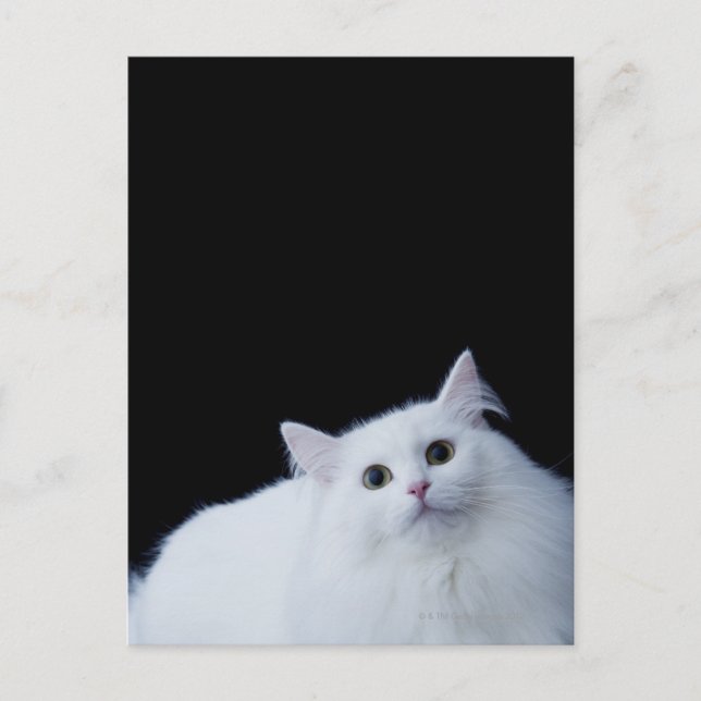 Postal Gato siberiano (Anverso)