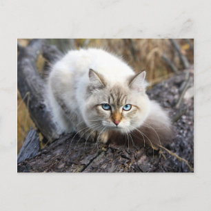Postal Gato Siberiano En Un Bosque Otoño