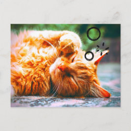 Postal Gato somnoliento