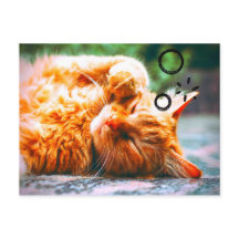 Gato somnoliento