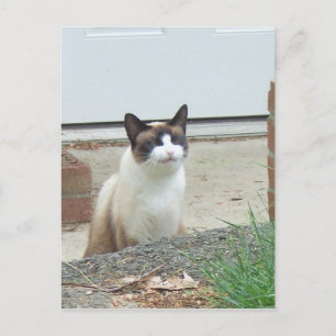Postal Gato sonriente